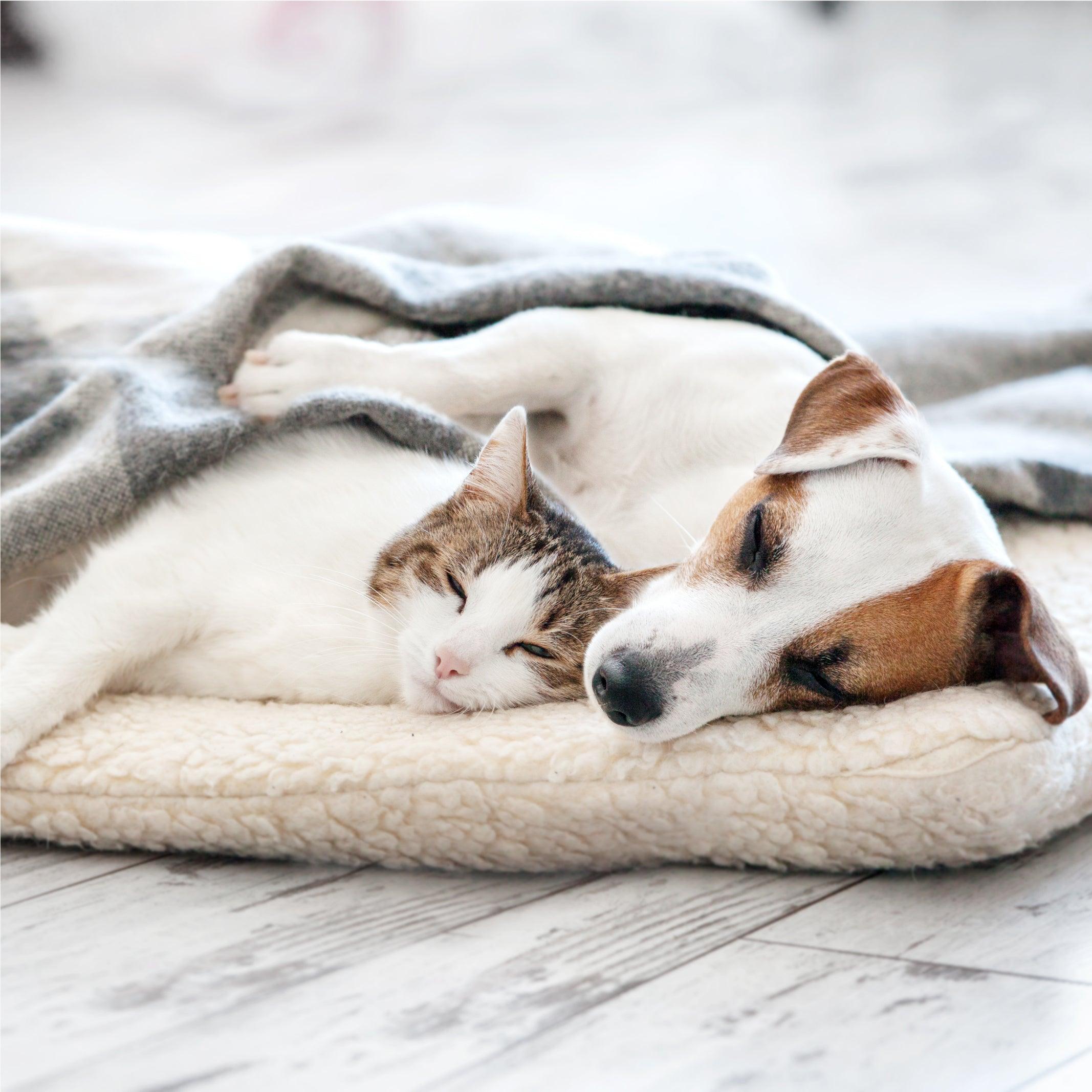 Pet Care | Brilliant Home Living