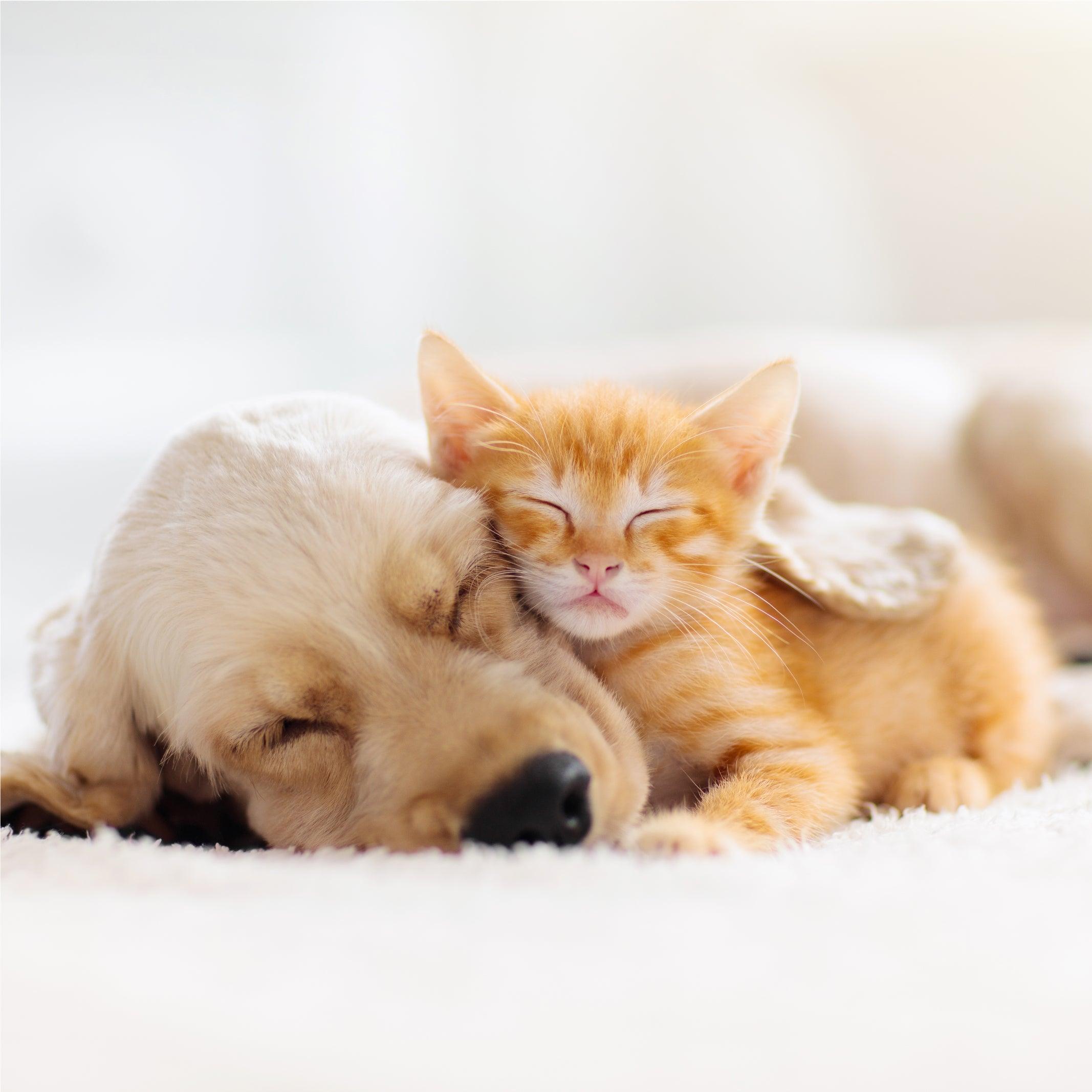 Pet Training & Home Hygiene: Puppy Pads, Cat Litter & Waste Care - Brilliant Home Living