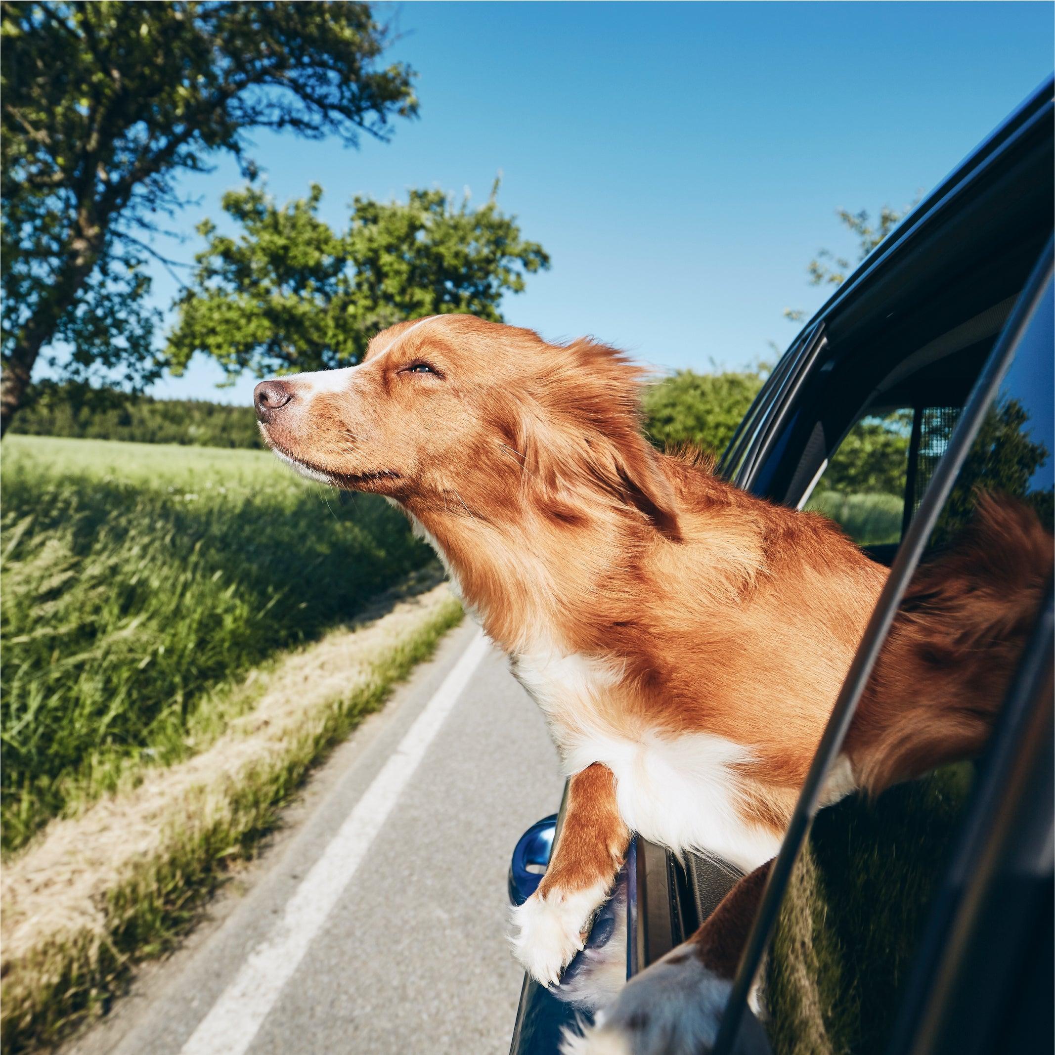 Pet Travel | Brilliant Home Living
